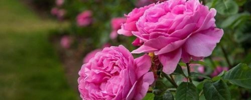 Damask Rose Damask Rose