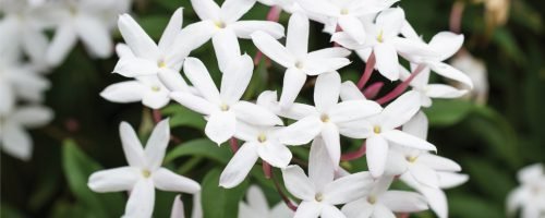 Jasmine Jasmine