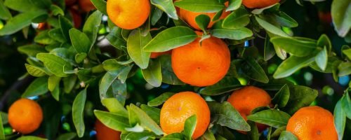 Mandarin Mandarin