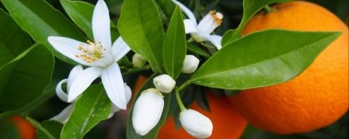 Orange Blossom Orange Blossom