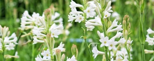 Tuberose Tuberose