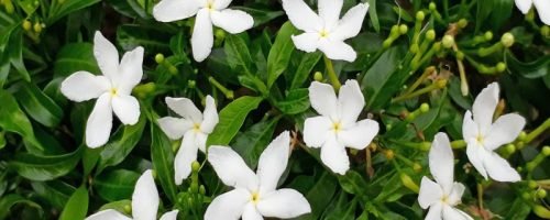 sambacjasmine_1 sambacjasmine_1